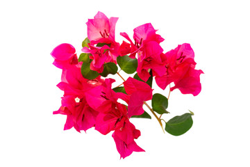 Fototapeta premium Closeup image of tropical pink flowers blossom isolated at white background.
