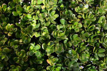 perennial plant in the park of Lisbon