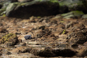 bird on ground A living bird the coast