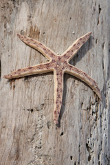 starfish one