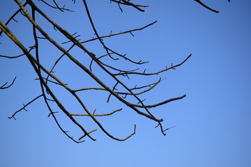tree branches with blue sky in background