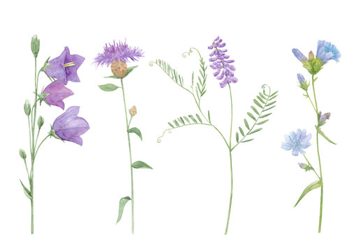 Watercolor hand drawn botanical set illustration with wild field or meadow purple flowers brown knapweed, chicory, vicia cracca or cow vetch and bluebell isolated on white background.