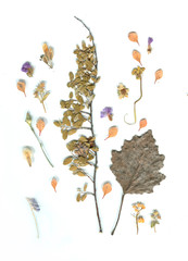 background of leaves and flowers