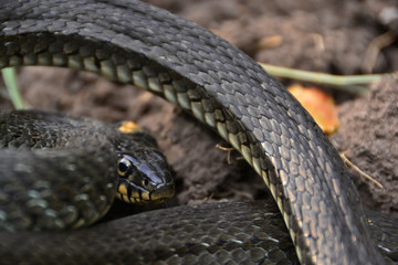 grass snake natrix natrix