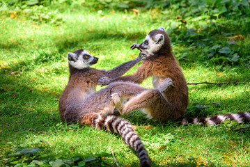 Portrait of Lemurs playing on the grass