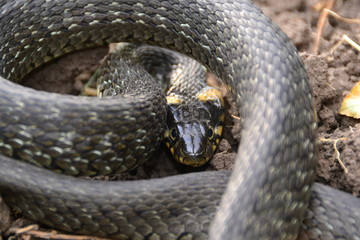 grass snake natrix natrix