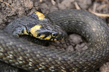 grass snake natrix natrix