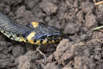 grass snake natrix natrix