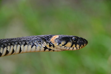grass snake natrix natrix