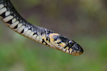 grass snake natrix natrix