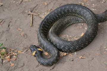 grass snake natrix natrix