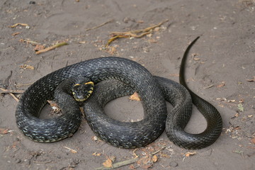 grass snake natrix natrix