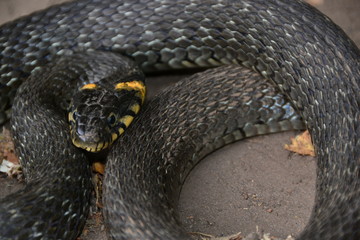 grass snake natrix natrix