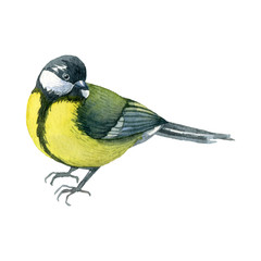 Watercolor illustration with yellow wild titmouse bird isolated on white background. Handdrawn clipart.