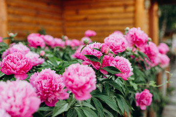 Fototapeta premium flowers peony pink outside garden bloomed