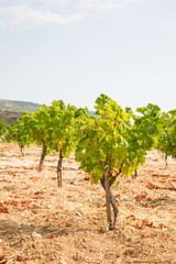 Fototapeta na wymiar Vineyards on the island of Cyprus