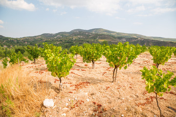 Vineyards on the island of Cyprus