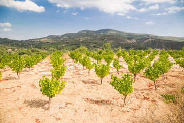 Fototapeta na wymiar Vineyards on the island of Cyprus
