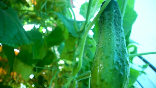Cucumbers in a garden in village. Scourge of cucumbers on grid. bed of cucumbers in open air. One green ripe cucumber on a bush among the leaves. Cucumber on the background of the garden.