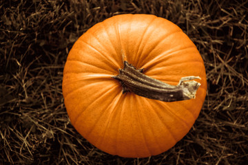 big orange pumpkin in the field