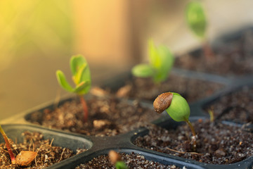 green seedling of tree in soil black plastic box natural background