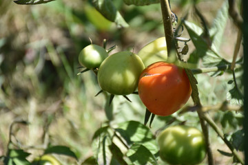 view of red and green tomatoes in shadow and sun