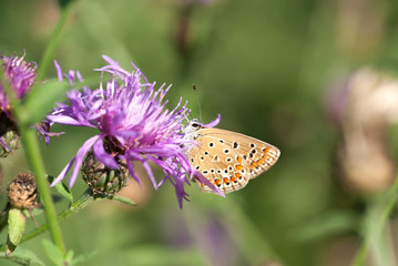 la farfalla prende il nettare dal fiore
