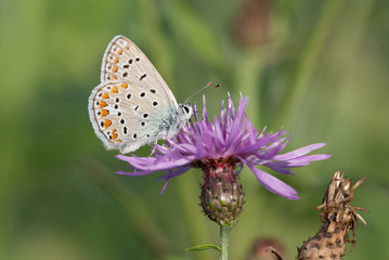 la farfalla prende il nettare dal fiore © coloroby