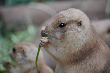 プレーリードッグ