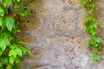Abstract background wiht tuff wall and ivy