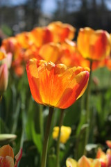 tulip