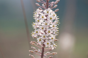 The Squill blossoms and heralds the coming of autumn