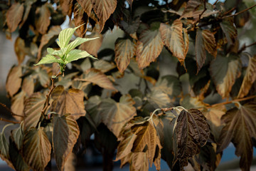 a fresh leaf