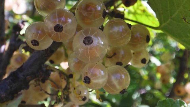 White currant ( ribes gracile )called pink currant or rose currant. Ribes
