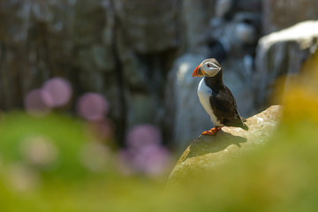 Puffin Atlantic bird colors colorful Ireland coast island fauna life wildlife animal 