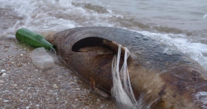 Dead young dolphin on the sea shore. Earth wildlife, environmental pollution, ecological catastrophe. Dead animal.