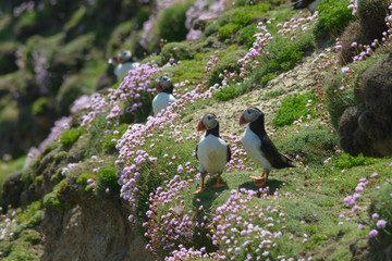 Puffin Atlantic bird colors colorful Ireland coast island fauna life wildlife animal 