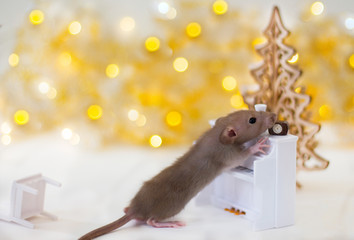 Golden brown cute little rat looking in frame and standing front paws on the white piano with champagne glass and clock on the soft light beige background with beautiful luminous yellow blur