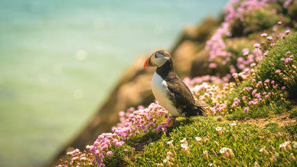 Puffin Atlantic bird colors colorful Ireland coast island fauna life wildlife animal 
