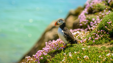 Puffin Atlantic bird colors colorful Ireland coast island fauna life wildlife animal  © Cristian Mihart