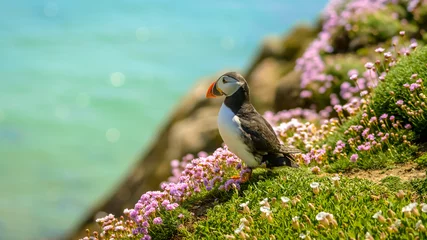 Tuinposter Puffin Atlantic bird colors colorful Ireland coast island fauna life wildlife animal  © Cristi