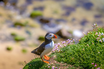 Puffin Atlantic bird colors colorful Ireland coast island fauna life wildlife animal 