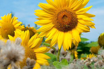 bright sunflowers on a large field on a sunny day