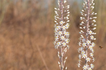 The Squill blossoms and heralds the coming of autumn