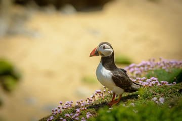 Puffin Atlantic bird colors colorful Ireland coast island fauna life wildlife animal 