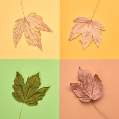 Fall fashion set. Autumn mood, minimal Flat lay. Maple Leaf, Trendy bright Background, fashionable Style. Autumnal orange colar design color, creative pop art concept