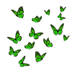 Beautiful green monarch butterfly