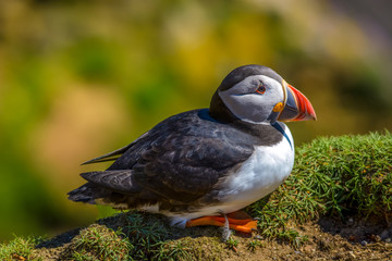 Puffin Atlantic bird colors colorful Ireland coast island fauna life wildlife animal 