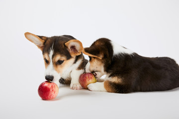 fluffy welsh corgi puppies with ripe apples on white background