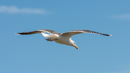Wildlife nature bird flying seagull Ireland 